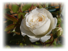 DSCN3688.JPG