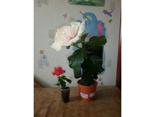 Bride's Bouquet � ��������
