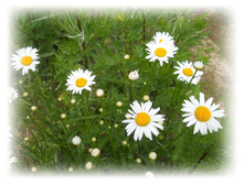 DSCN3728.JPG