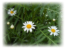 DSCN3730.JPG