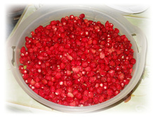 DSCN3805.JPG