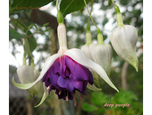 deep_purple.jpg