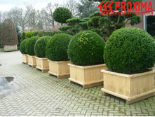 ������ Buxus 200�..jpg