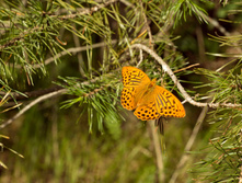 IMG_4216.jpg