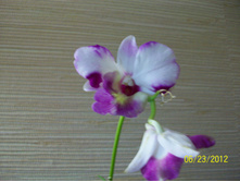 100_4903.JPG