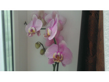 IMAG0036.jpg