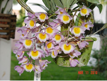 Dendrobium farmeri.jpg