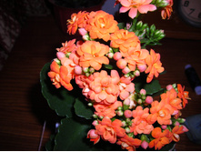 DSCN0140.JPG