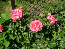 S73R1615.JPG