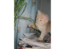 DSCN0676.JPG