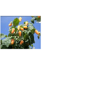 ������ ������� ������-152.png