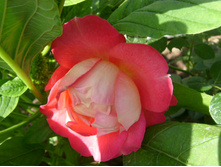 S73R9582.JPG