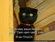 cat.jpg