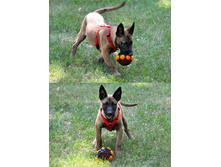 entirelypets_2193_31470810.jpg