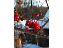 DSCN7955.jpg