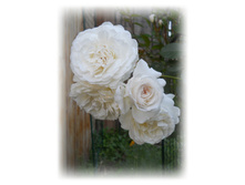 DSCN3983.JPG