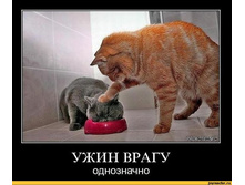 cat-dem-^_^-����-������������-35942.jpg