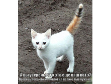 chuzhoy-kote_1286282228.jpg