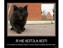 demotivatory-cat-f-it-ru101.jpg