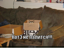 kote-ne-palitsya_1296455140.jpg