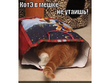 kote-v-meshke-ne-utaish_1301151006.jpg