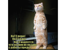 kote-zhdyot_1319000059.jpg