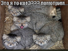 ya-kote_1294753819.jpg