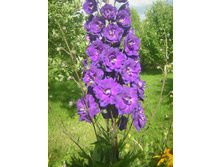 DSCN8613.JPG