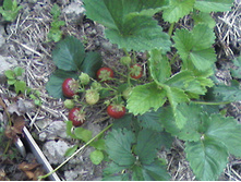 Photo-0004.jpg
