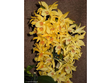Dendrobium Nobile Stardust.jpg