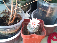 Turbinicarpus polaskii