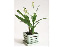 encyclia-cochleata.jpg