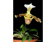Paph_barbigerum.jpg
