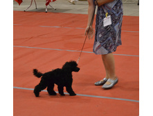 DSC_1649.JPG