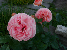 S73R5183.JPG