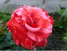 S73R5196.JPG