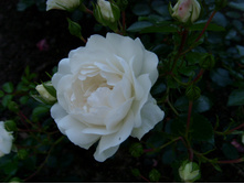 S73R5197.JPG