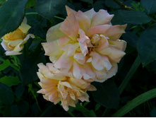 S73R5203.JPG