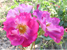S73R5204.JPG