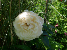 S73R5209.JPG