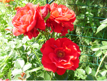 S73R5216.JPG