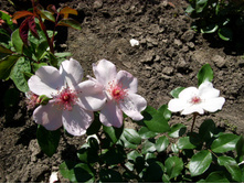 S73R5219.JPG