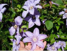 S73R5220.JPG