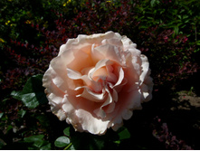 S73R5222.JPG
