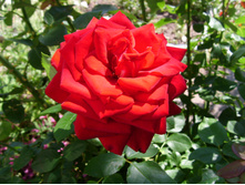 S73R5237.JPG