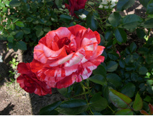 S73R5261.JPG