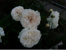 S73R5267.JPG