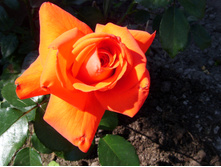 S73R5280.JPG
