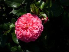 S73R5282.JPG