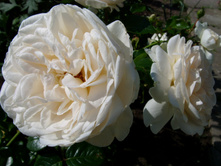S73R5302.JPG